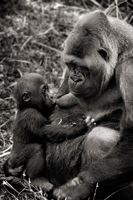 photo de gorille gorille_MG_9026_v.jpg