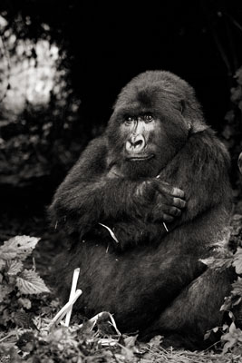 photo de gorille gorille_MG_7042_v.jpg