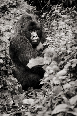 photo de gorille gorille_MG_7449_v.jpg