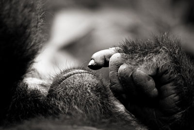 photo de gorille gorille_MG_7750_v.jpg