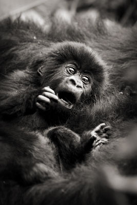 photo de gorille gorille_MG_7984-(2)_v.jpg