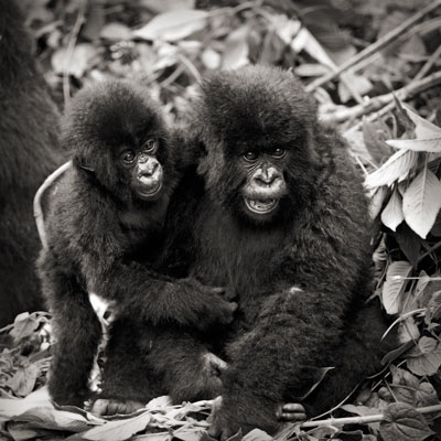 photo de gorille gorille_MG_7996_v.jpg