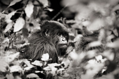 photo de gorille gorille_MG_7999-(2)_v.jpg