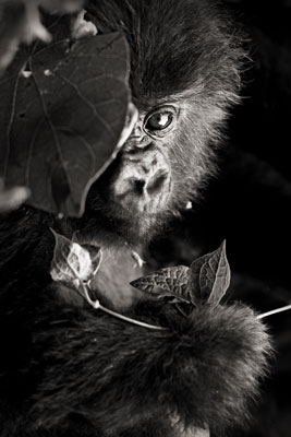 photo de gorille gorille_MG_8032-(2)_v.jpg