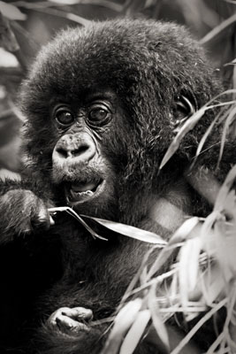 photo de gorille gorille_MG_9045_v.jpg