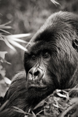 photo de gorille gorille_MG_9052_v.jpg