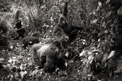 photo de gorille gorille_MG_9261_v.jpg