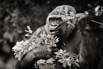 photo de gorille gorille00000219_v.jpg