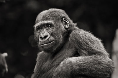 photo de gorille gorille_MG_0026_v.jpg