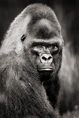 photo de gorille gorille_MG_0061_v.jpg