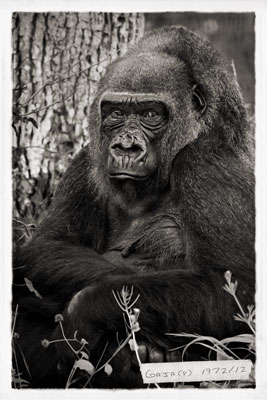 photo de gorille gorille_MG_2272_cp_v.jpg