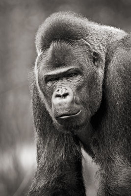 photo de gorille gorille_MG_4261_v.jpg