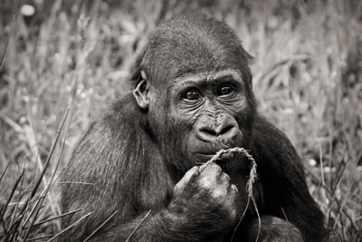 photo de gorille gorille_MG_4301_v.jpg