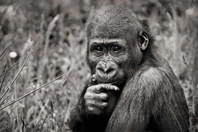 photo de gorille gorille_MG_4320_v.jpg