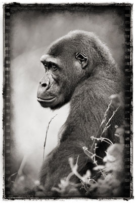 photo de gorille gorille_MG_5254_v.jpg