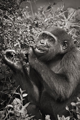 photo de gorille gorille_MG_5295_v.jpg