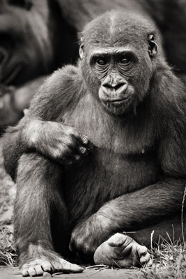 photo de gorille gorille_MG_6889_v.jpg