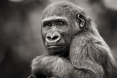 photo de gorille gorille_MG_7175_v.jpg