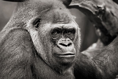 photo de gorille gorille_MG_7178_v.jpg