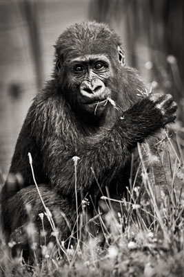 photo de gorille gorille_MG_7185b_v.jpg
