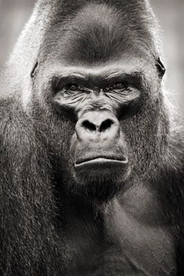 photo de gorille gorille_MG_7234_v.jpg