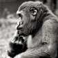 photo de gorille gorille_MG_7291_v.jpg