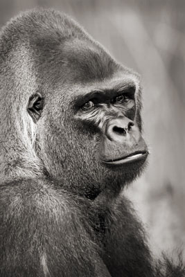 photo de gorille gorille_MG_7323_v.jpg