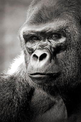 photo de gorille gorille_MG_7388_v.jpg