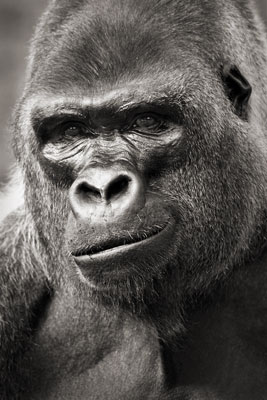 photo de gorille gorille_MG_7396_v.jpg