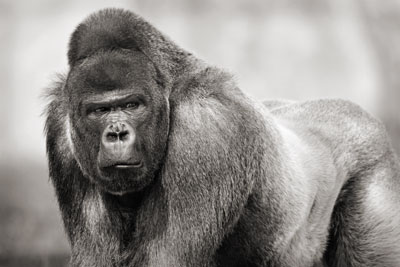 photo de gorille gorille_MG_7609_v.jpg