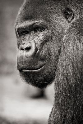 photo de gorille gorille_MG_7951_v.jpg