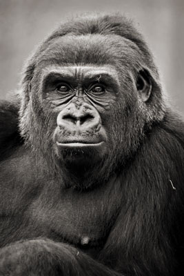 photo de gorille gorille_MG_8309_v.jpg
