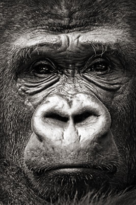 photo de gorille gorille_MG_8446_v.jpg