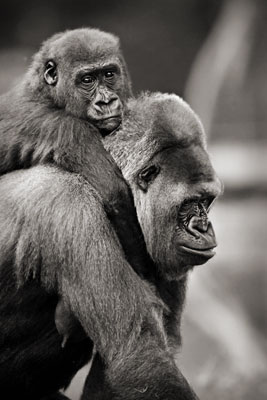 photo de gorille gorille_MG_8582_v.jpg