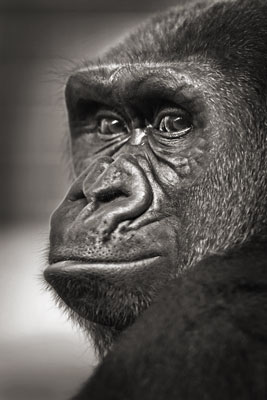 photo de gorille gorille_MG_8688_v.jpg