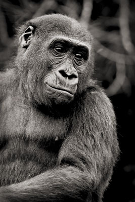 photo de gorille gorille_MG_9924_v.jpg