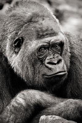 photo de gorille gorille_MG_9960_v.jpg