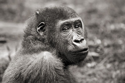 photo de gorille gorille_MG_3187_v.jpg