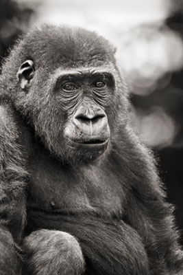 photo de gorille gorille_MG_3305_v.jpg
