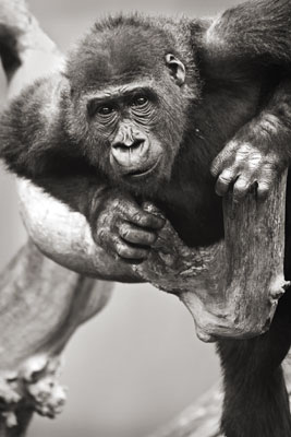 photo de gorille gorille_MG_3344_v.jpg