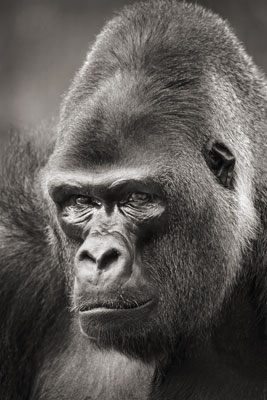 photo de gorille gorille_MG_3396_v.jpg