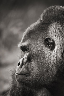 photo de gorille gorille_MG_3414_v.jpg