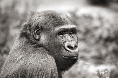 photo de gorille gorille_MG_5086_v.jpg