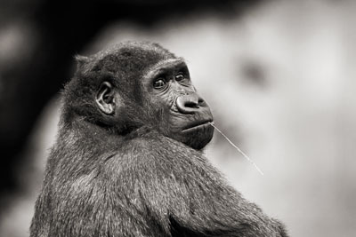photo de gorille gorille_MG_5152_v.jpg