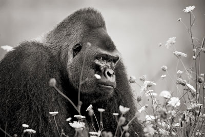 photo de gorille gorille_MG_5489_v.jpg