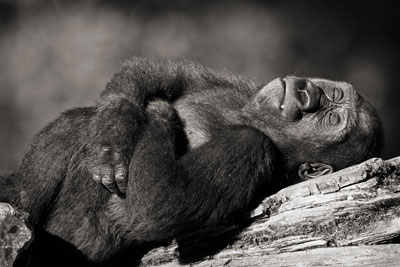 photo de gorille gorille_MG_7088_v.jpg