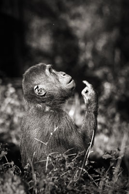 photo de gorille gorille_MG_7131_v.jpg