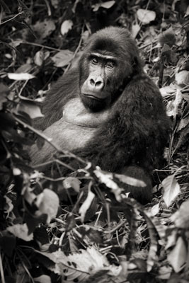 photo de gorille gorille_MG_0142_v.jpg