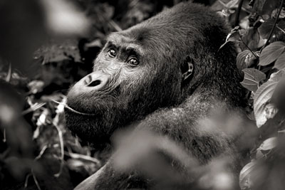 photo de gorille gorille_MG_0170_v.jpg