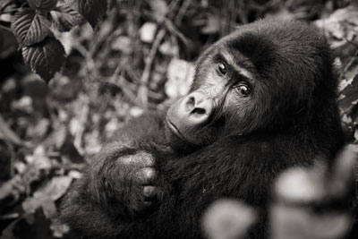 photo de gorille gorille_MG_0172_v.jpg
